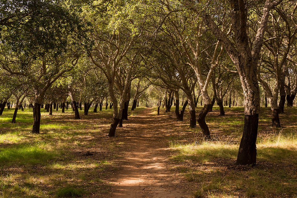 path through the cork forrest t